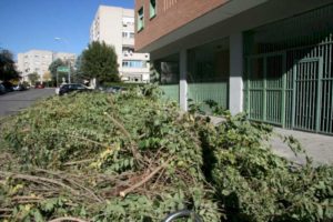 coslada:-la-concejalia-de-politica-medioambiental-pone-en-marcha-la-campana-de-recogida-de-restos-vegetales-y-poda