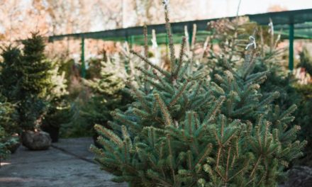 Torrejón: El Ayuntamiento de Torrejón de Ardoz recoge los árboles navideños de los vecinos para replantarlos en las zonas verdes de la ciu…